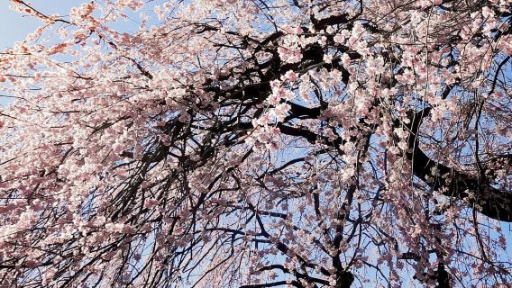 ทัวร์ชินจุกุแบบดราม่าในเวลากลางวันพร้อมไกด์ที่มีใบอนุญาต