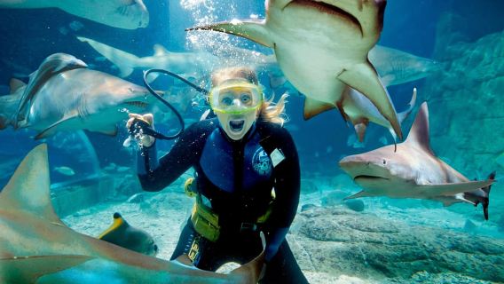 Melbourne: Shark Dive Aquarium Experience