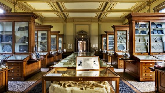 Teylers Museum + Grote Markt + Windmill De Adriaan + Stadhuis Day Tour