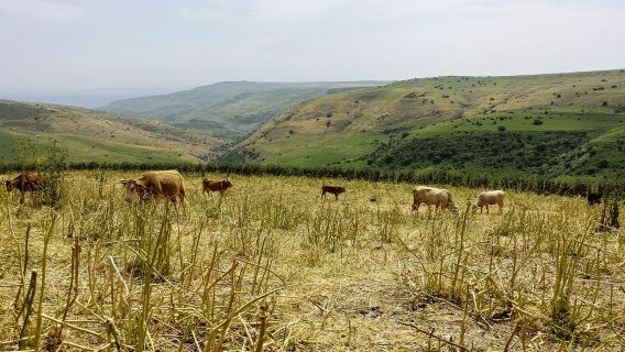 From Jerusalem: Day Trip to Golan Heights and Mount Bental