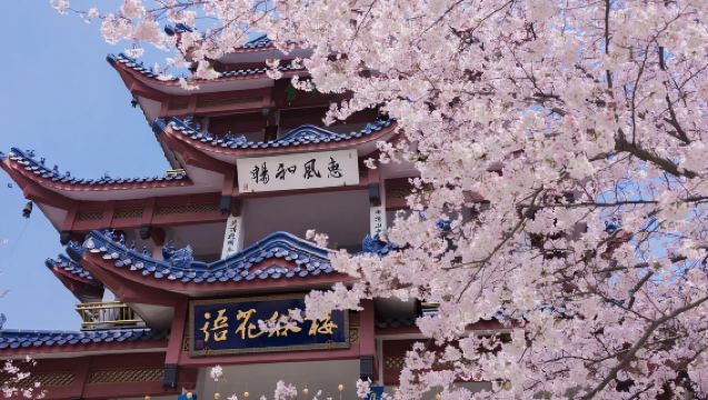 無錫靈山大佛+黿頭渚一日遊【賞櫻追鷗&純玩含門票&贈冰箱貼】