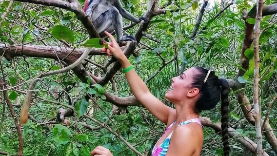 Zanzibar: Monkey Experience in Jozani forest