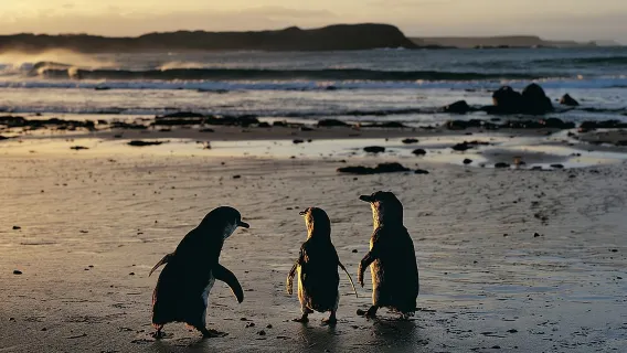 Escursione di un giorno alla parata dei pinguini di Phillip Island con visita alla riserva di conservazione dei koala