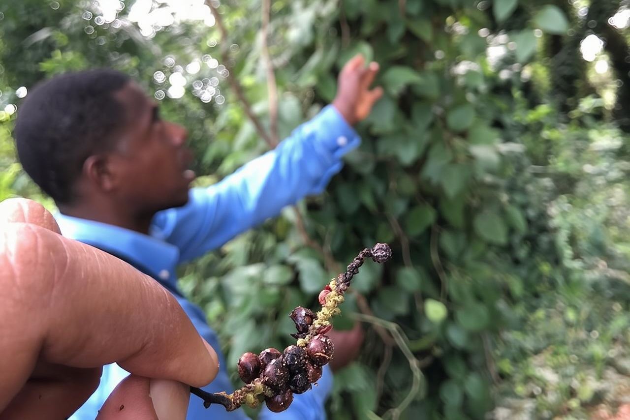 Luoghi imperdibili di Zanzibar con pranzo e trasferimenti