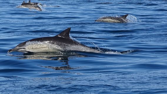 Algarve Dolphin Watching & Marine Life Eco Tour