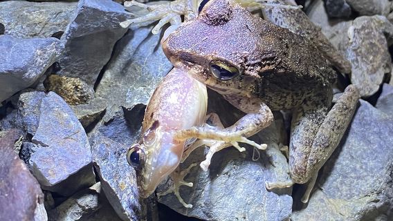 Tour notturno a piedi e cena nella giungla a Jaco