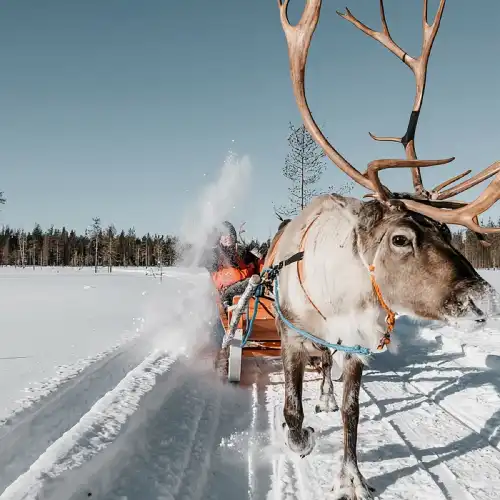 フィンランド・ロヴァニエミのトナカイそりまたはトナカイ農場見学体験