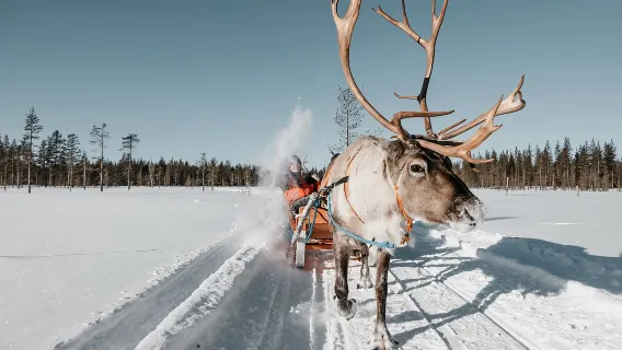 Reindeer sledding or reindeer farm visit in Rovaniemi, Finland (long or short sledding/aurora chasing or ice fishing optional)