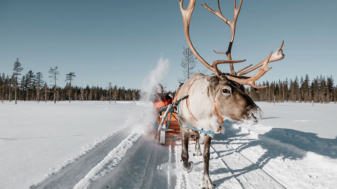 Rovaniemi, Finland Reindeer Sledding or Reindeer Farm Visit Experience (Long or Short Sled Ride / Optional Aurora Chasing or Ice Fishing)