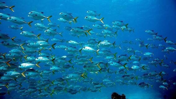 Key Largo Snorkel Tour, Two Locations - Equipment Included!