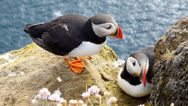 Small Group - Cliffs Cruise, Aran Islands AND Connemara in One Day from Galway