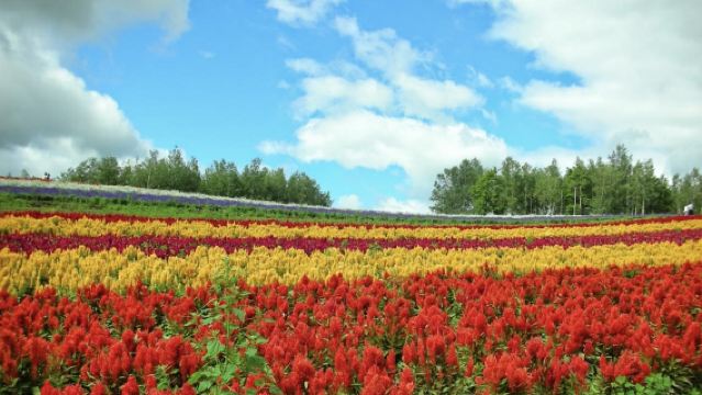 日本富良野-美瑛神社-四季彩之丘-青池【北海道中文專車】