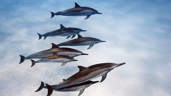 Salaam Cave Tour, Starfish Adventure, The Rock, Paje Beach