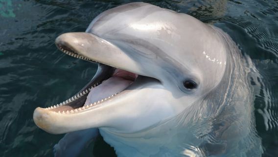 Genua: Aquarium von Genua & Ticket für die Stadt der Kinder und Jugendlichen