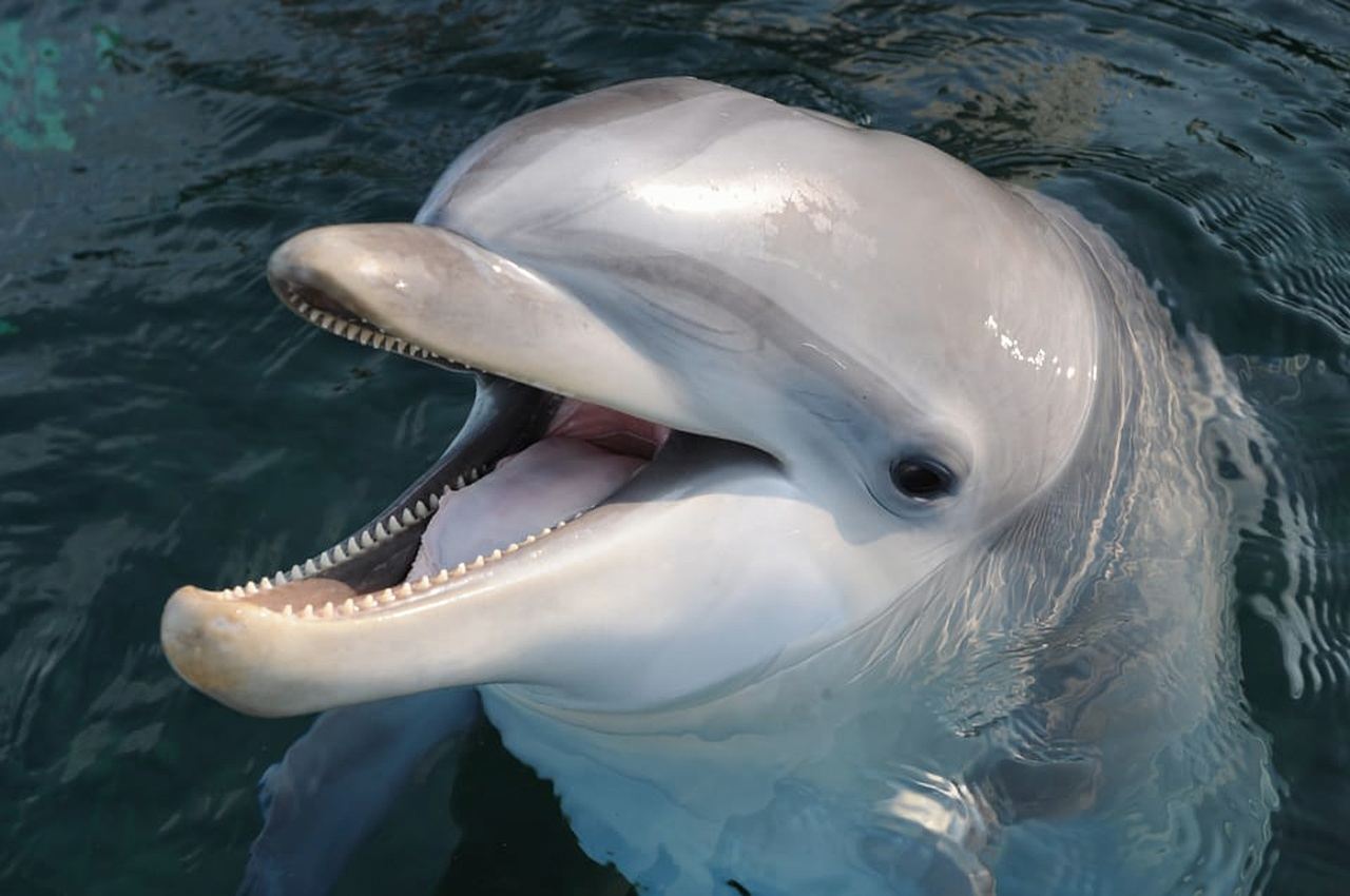 เจนัว: ตั๋วพิพิธภัณฑ์สัตว์น้ำเจนัวและเมืองเด็กและเยาวชน