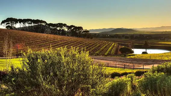 สำรวจทัวร์ไวน์ส่วนตัวที่สเตลเลนบอช พาร์ล และฟรานช์ฮก