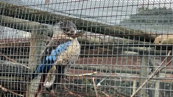 Two Oceans Aquarium World Birds & Wine Tasting Private Tour