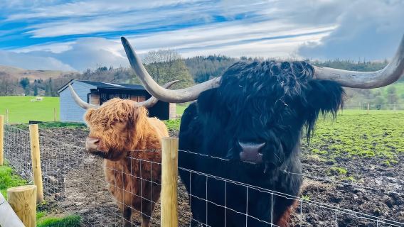 영국 에든버러 출발 글렌피넌 고가교 + 글렌 코 + 하이랜드 당일 치기 여행