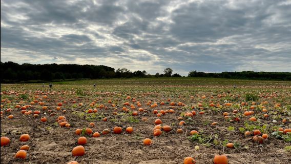 Tagesausflug Tour zur Levin Farm, Lavender Farm und Outlet-Shopping