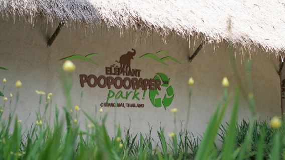 Taman Kertas Gajah POOPOOPAPER|Pembuatan kertas|Tas Katun yang Dapat Digunakan Kembali|Ornamen Gajah Kecil