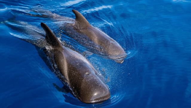コスタ・アデヘ：マスカとロス・ヒガンテス ホエールウォッチングクルーズ