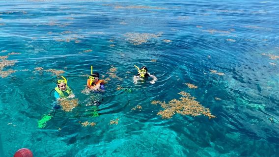 Half Day Snorkel Trip on Reefs in the Florida Keys