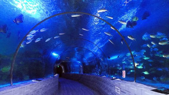 Beihai Private Guided 1-Day Tour Beihai Underwater World Beihai Old Street Silver Beach Mangrove