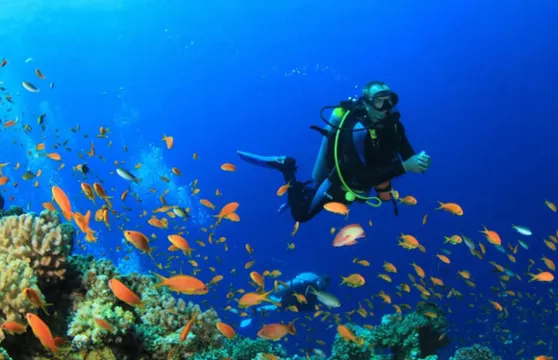 斯里蘭卡烏納瓦圖納體驗潛水水肺潛水3小時【烏納瓦圖納水肺潛水】