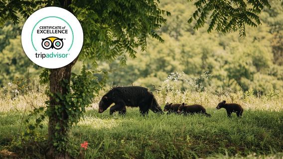 Lo mejor de Banff y su fauna|Aventura en grupo reducido galardonada