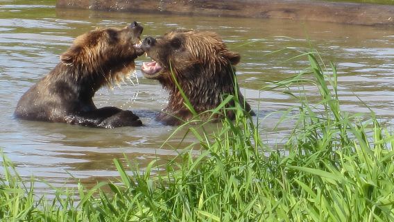 Wildlife and Glaciers with a walk in the Rainforest