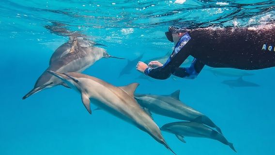 Excursión en barco para practicar esnórquel en el arrecife Samadai desde Dolphin House, con salida desde Marsa Alam.
