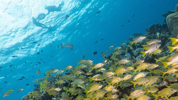 Snorkel Tour at Musa and Manchones Reef