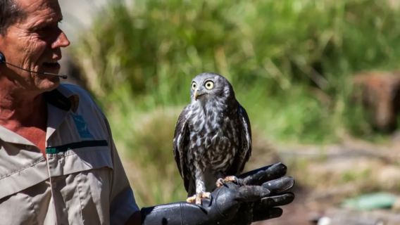 1-day tour to vintage steam train + Healesville Sanctuary