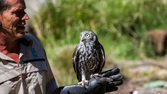Treno a vapore vintage + tour di un giorno al Santuario della fauna selvatica di Healesville
