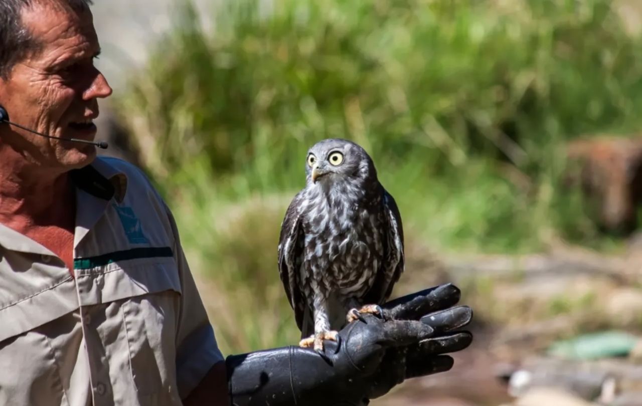 1-day tour to vintage steam train + Healesville Sanctuary