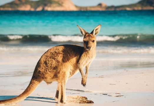 A day trip to Kangaroo Island, South Australia, in English, including visits to the Magic Rocks, Arches, and other attractions departing from... AUD 388.87