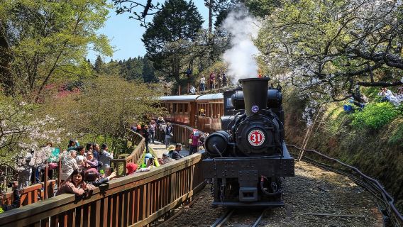 嘉義:阿里山日帰りツアー(台中/嘉義/高雄発)