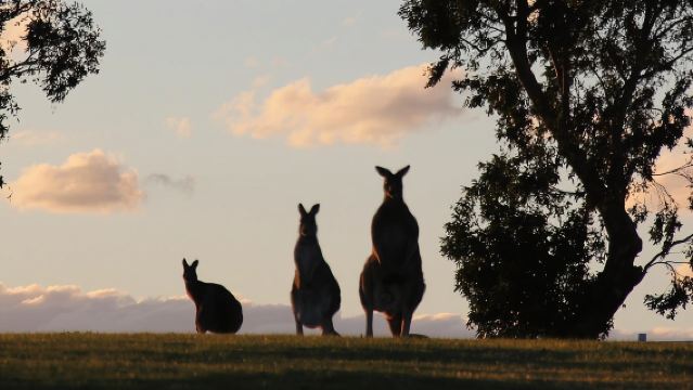 Visita guiada al caballo de carreras campeón de leyendas vivientes