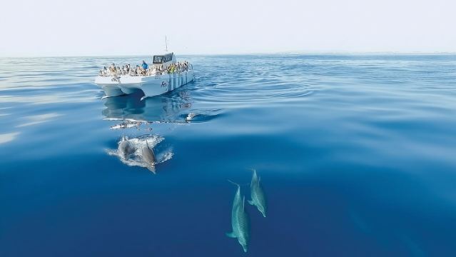 Avvistamento dei delfini e crociera in barca nella grotta da Albufeira