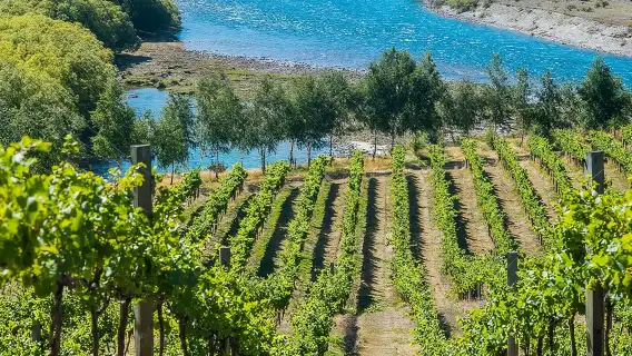 Wine Tour with Wine Tasting from Wanaka