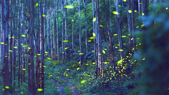 Xishuangbanna Tropical Botanical Garden day tour + night firefly tour - private vehicle