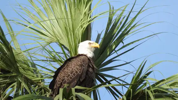 ซาฟารีวันเอเวอร์เกลดส์จากบริเวณฟอร์ตไมเออร์ส/เนเปิลส์