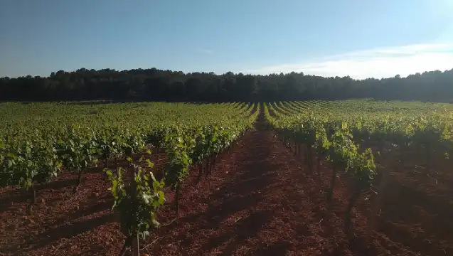 Private Wineries Tour from Valencia (morning tour)