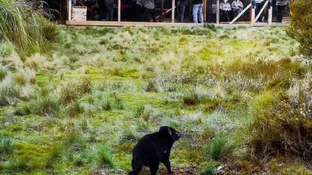 Lawatan Sehari Makanan Tasmanian Devil 1 Jam di Cradle Mountain