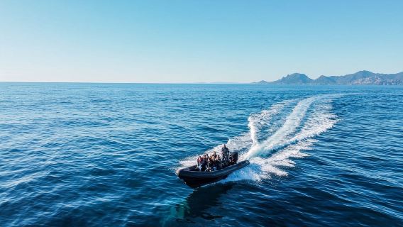 Cannes: Excursión en barco por la Reserva Natural de las Calanques del Esterel