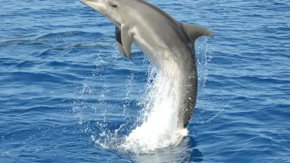 Gran Canaria: Dolphin and Whale Watching Cruise
