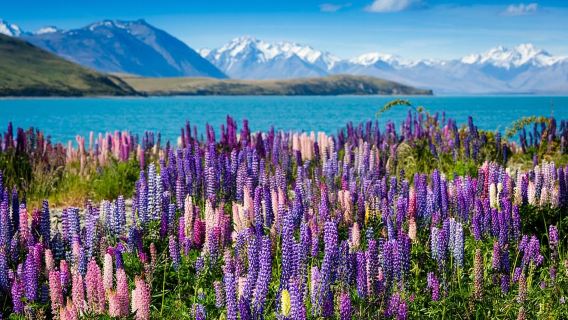 Excursión de un día desde el Monte Cook hasta Queenstown
