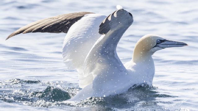 Perjalanan Kapal dari Godrevy ke Hell's Mouth