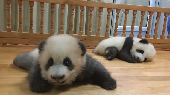 Private Half-Day Chengdu Panda Breeding Center Tour with Optional Volunteer