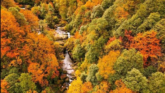 Chengdu Longcang Valley Campsite Service[1-day tour with no shopping + stunning autumn scenery + forest hiking + round-trip from Chengdu]